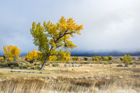 Cottonwood tree with low-lying clouds