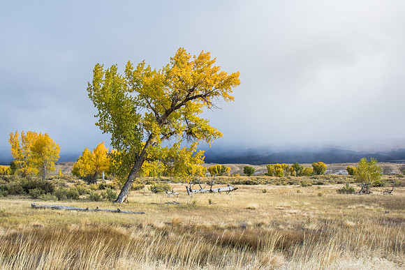 Cottonwood tree with low-lying clouds