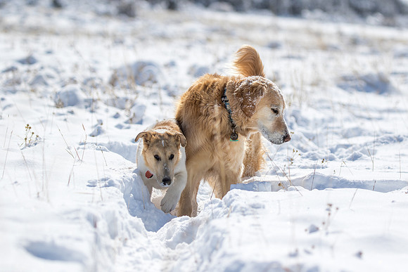 Daisy & Dune