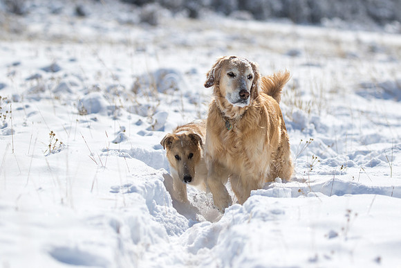 Daisy & Dune