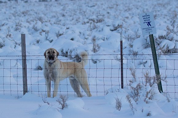 Turkish kangal