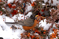 Robin