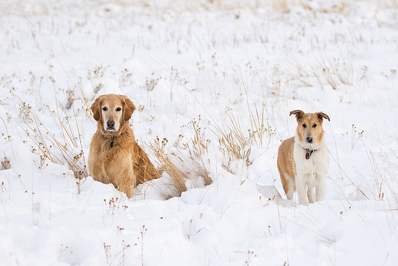 Daisy & Dune